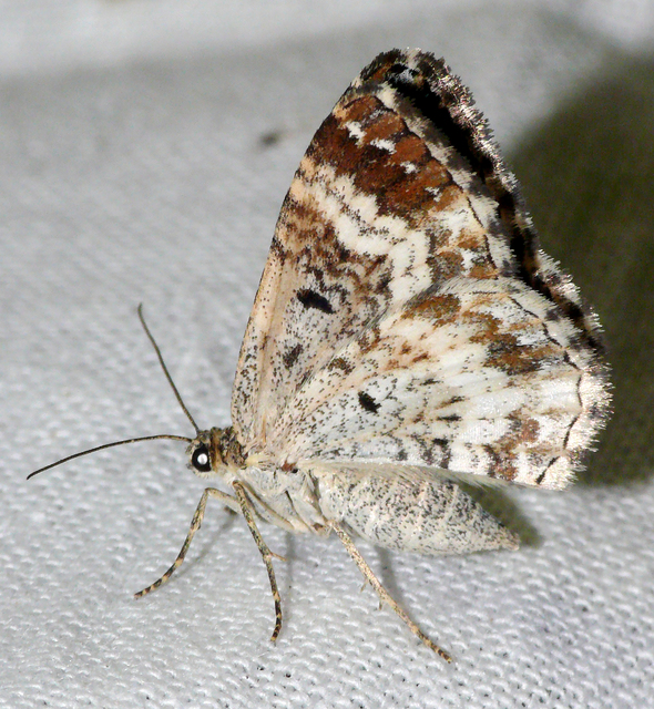 Epirrhoe alternata - galaj-tarkaaraszoló