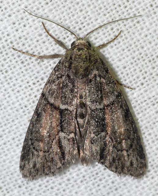 Cryphia fraudatricula - homoki zuzmóbagoly