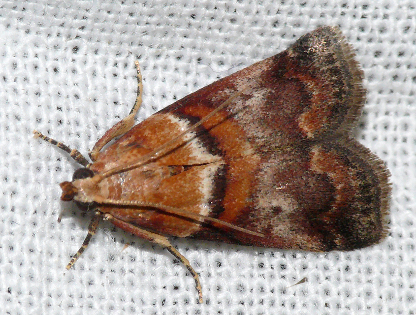 Phycitinae