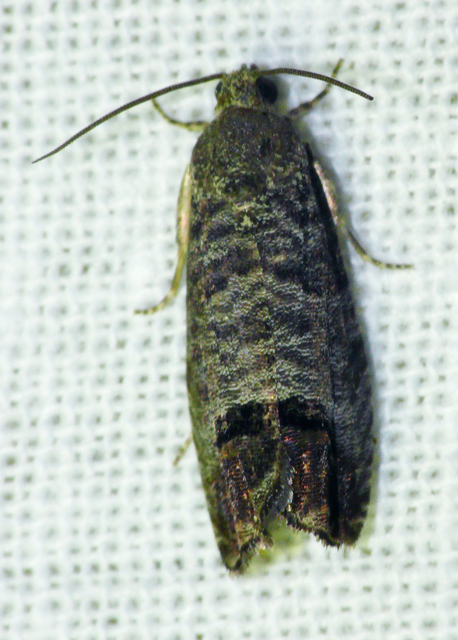 Cydia pomonella - almamoly