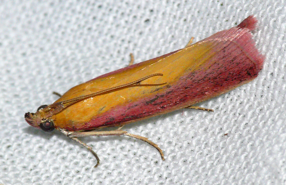 Oncocera semirubella - lucernamoly