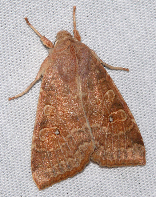 Cirrhia ocellaris - fakó sárgabagoly