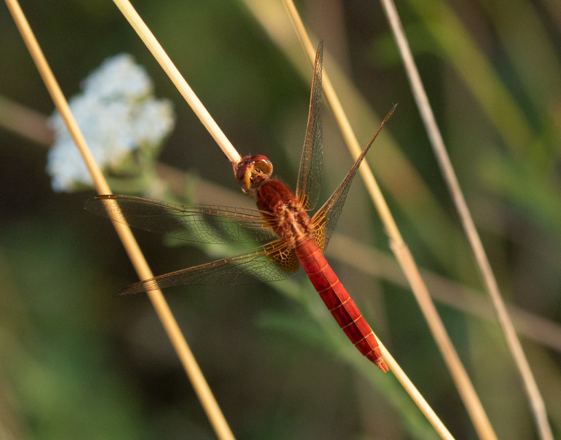 Crocothemis erythraea - skarlát szitakötő