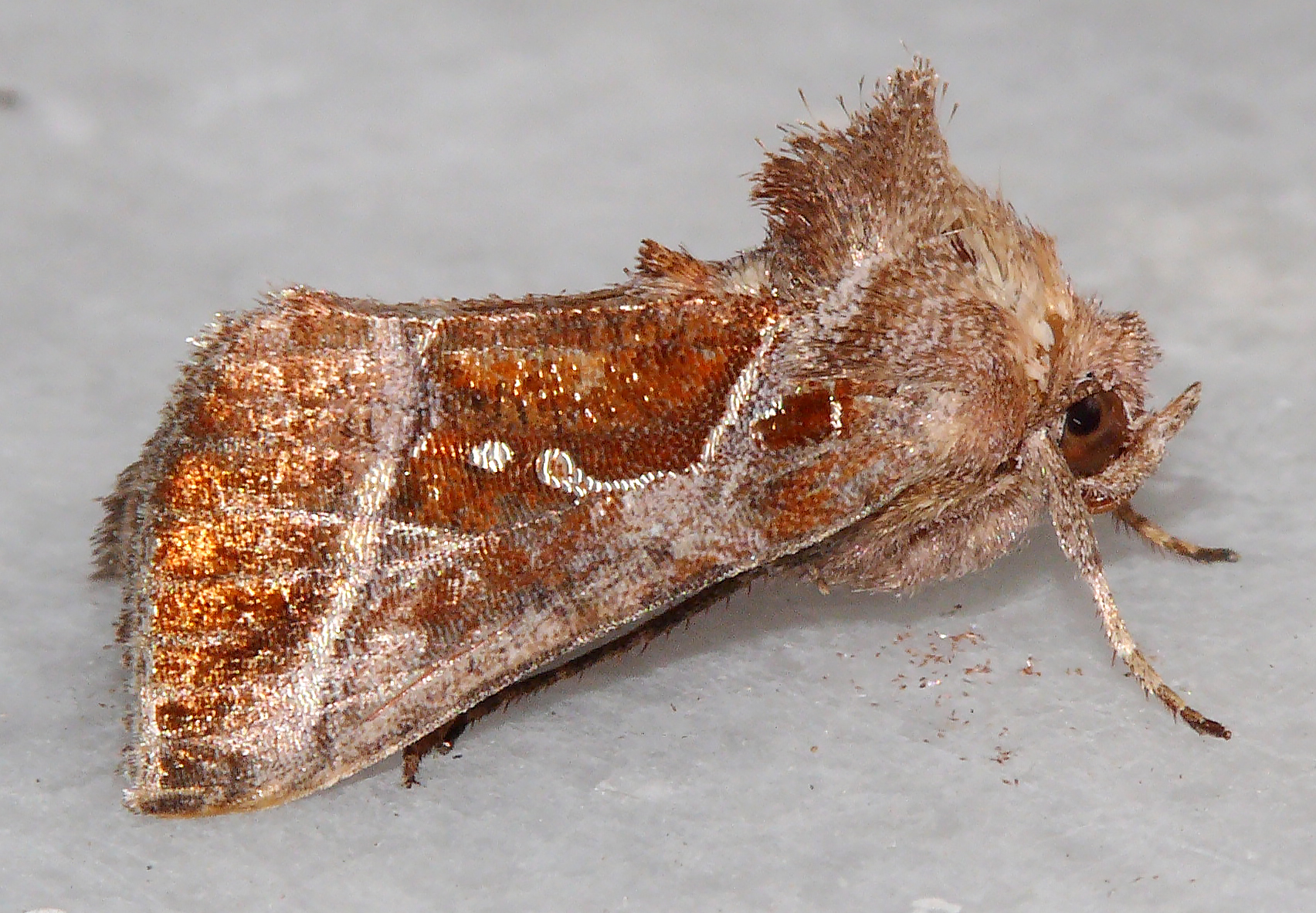 Thysanoplusia circumscripta
