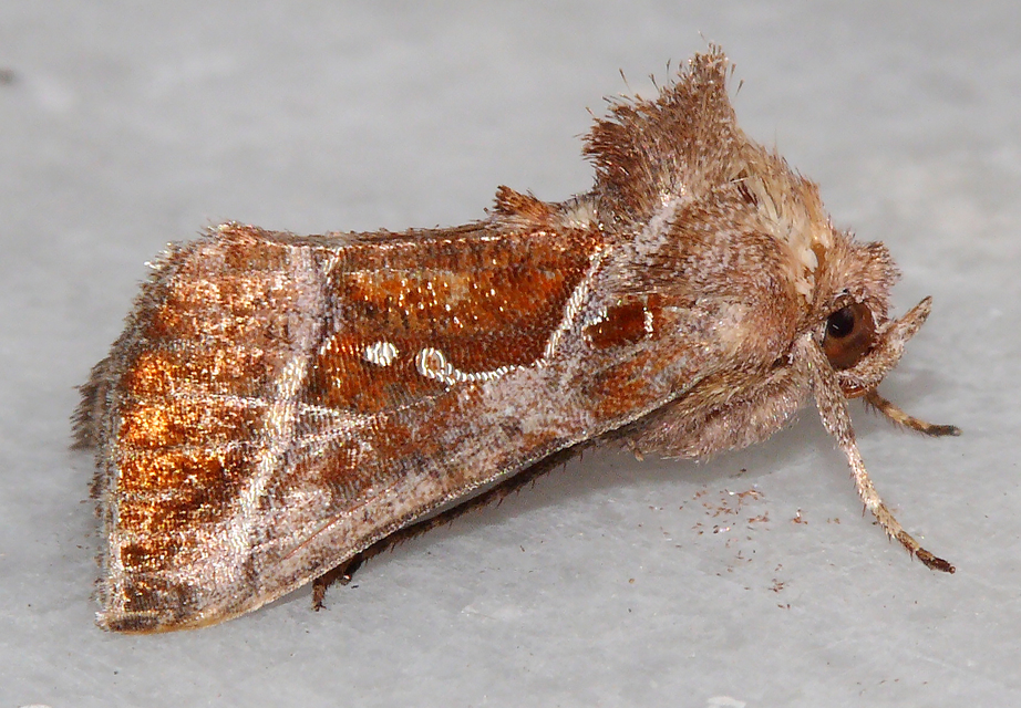 Thysanoplusia circumscripta