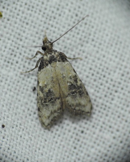 Carposina scirrhosella - közönséges csipkebogyómoly
