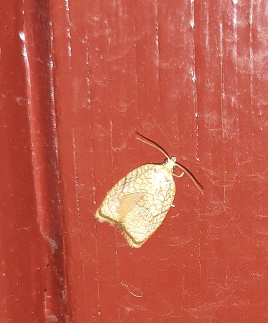 Acleris forsskaleana - juharos levélmoly