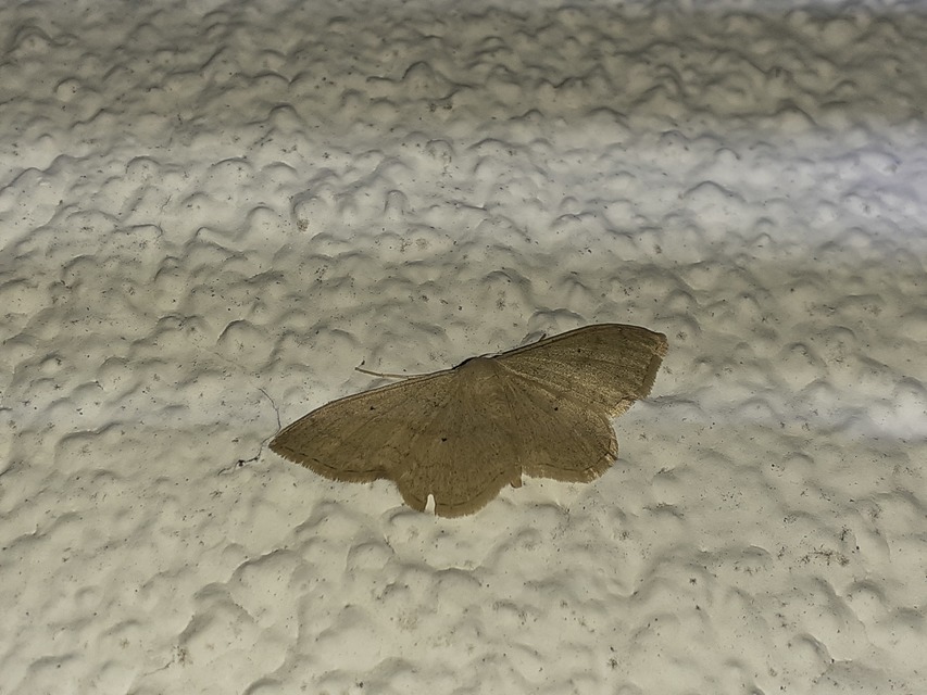 Idaea deversaria - egyszínű sávosaraszoló