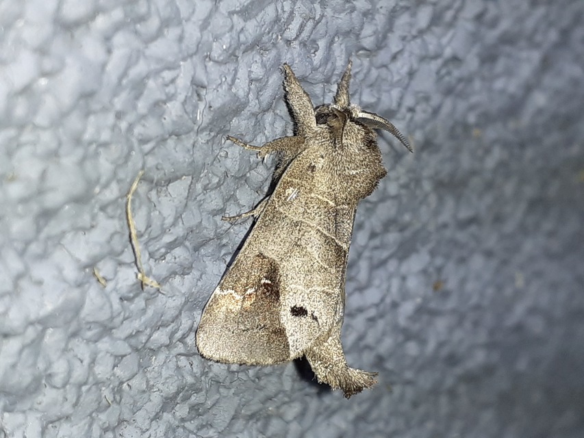 Clostera anachoreta - tarka levélszövő