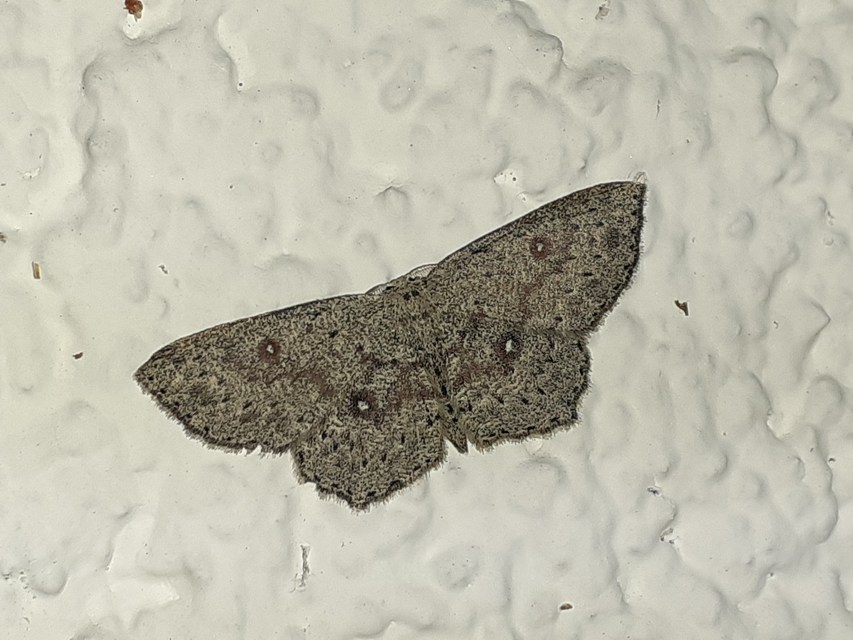 Cyclophora pendularia - fűzfa-pettyesaraszoló