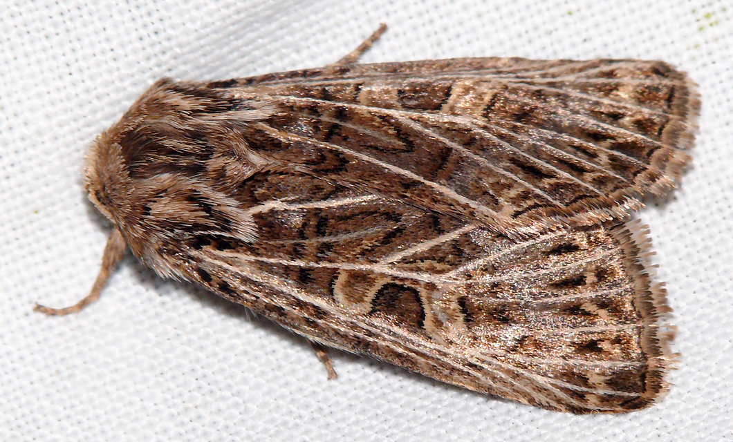 Tholera decimalis - közönséges fésűsbagoly