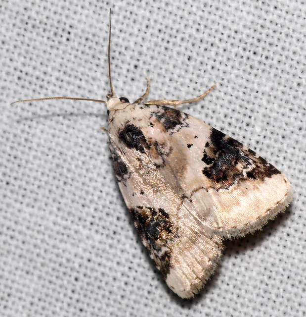 Pseudeustrotia candidula - fehéres apróbagoly