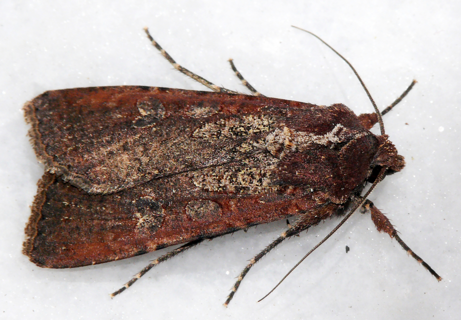 Peridroma saucia - vándor földibagoly