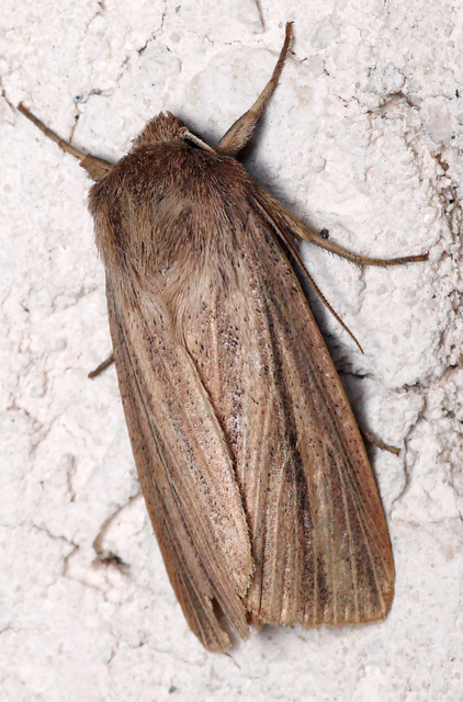 Mythimna pudorina - vörös rétibagoly