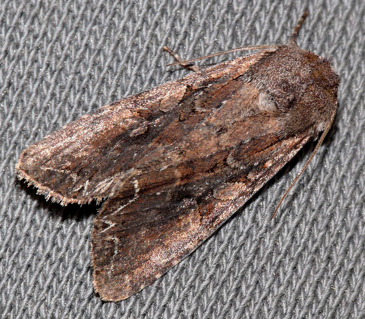 Lacanobia amurensis - homoki kertibagoly