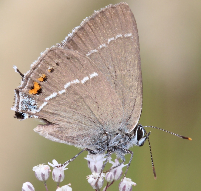 Satyrium spini - kökény-csücsköslepke