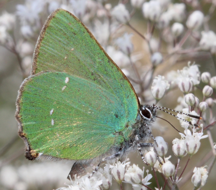 Callophrys rubi - zöldfonákú lepke