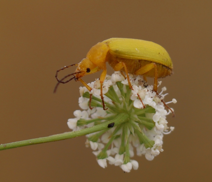 Cteniopus sulphureus - közönséges kénbogár Cteniopus sulphureus - közönséges kénbogár