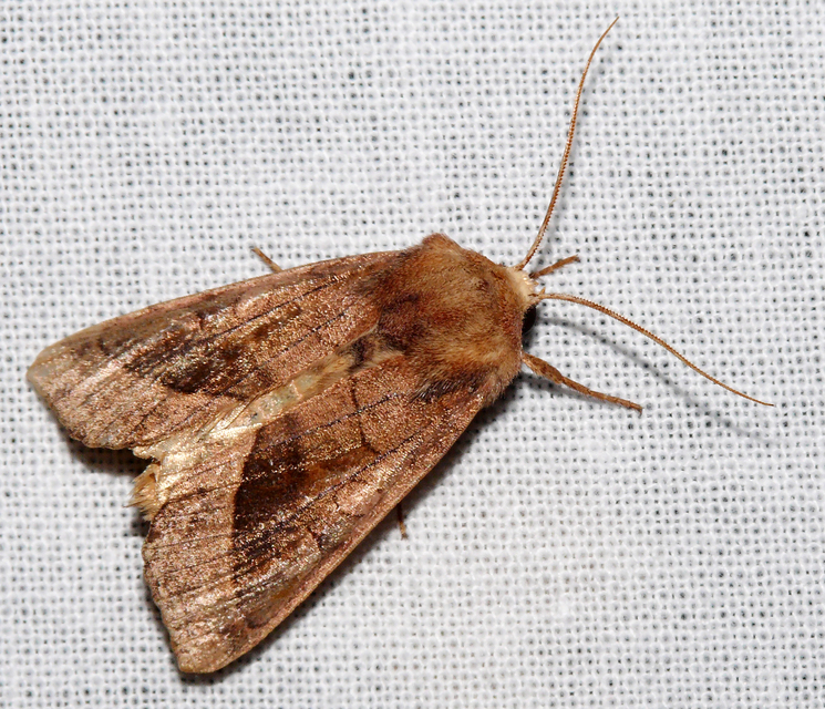 Hydraecia micacea - csillogó acsalapubagoly