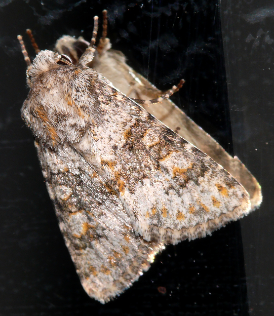 Hecatera dysodea - parajbagoly