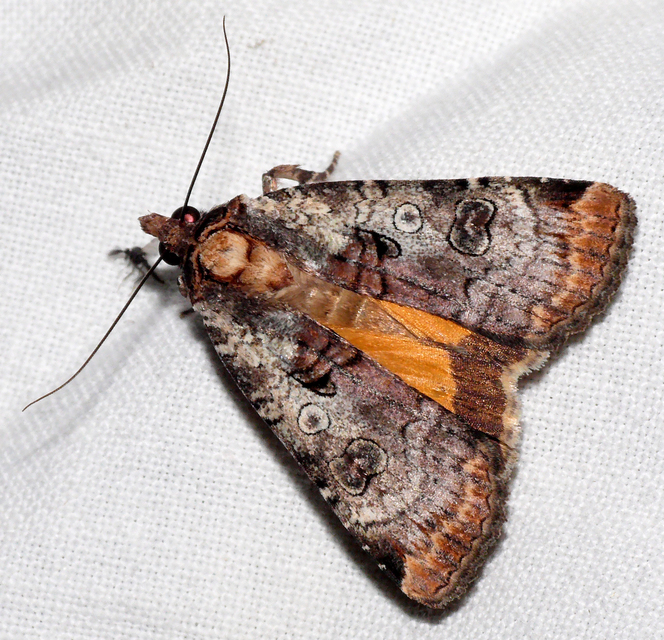 Epilecta linogrisea - karcsú sárgafűbagoly