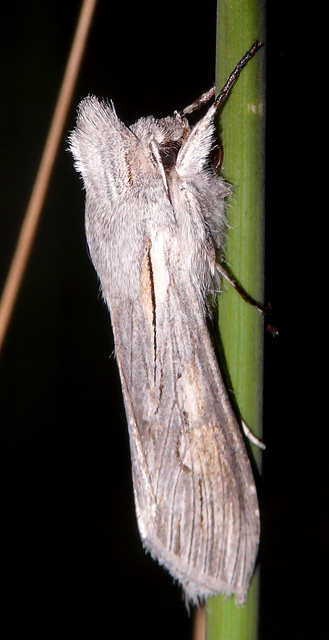 Cucullia balsamitae - homoki csuklyásbagoly
