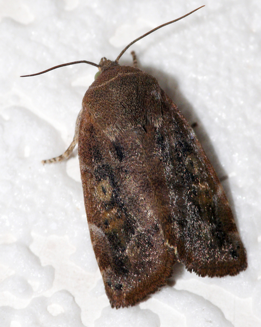 Cosmia affinis - barna lombbagoly