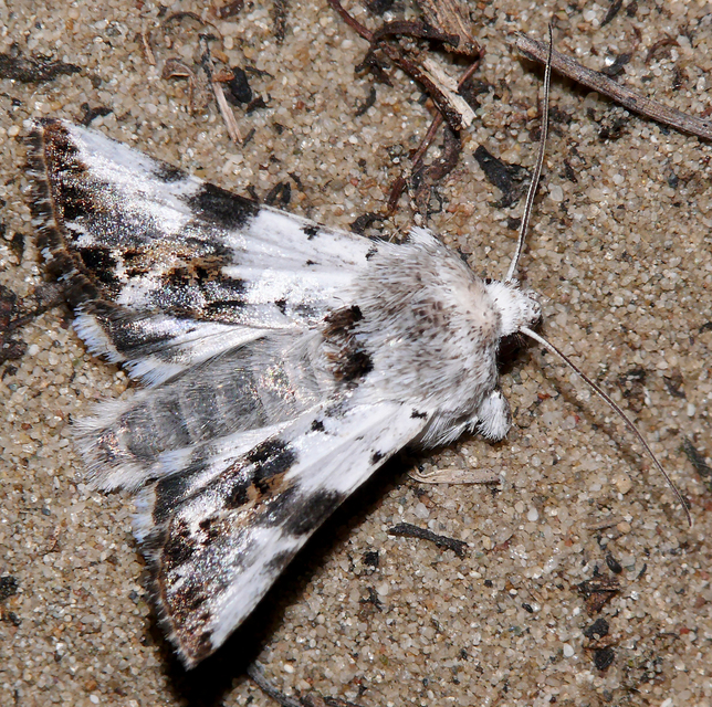 Calophasia opalina - barnafoltú fehérbagoly