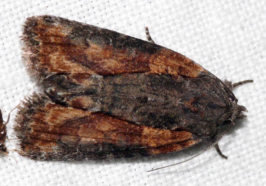 Bryophila raptricula/felina