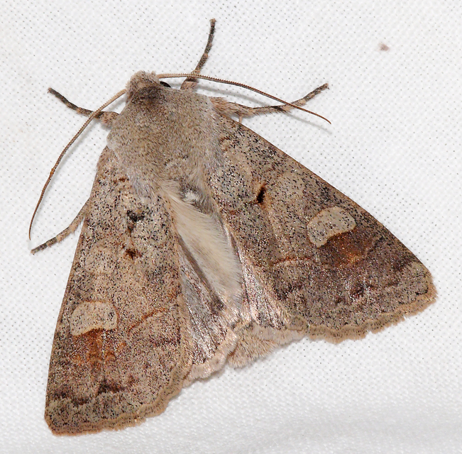 Ammoconia caecimacula - szürke őszibagoly