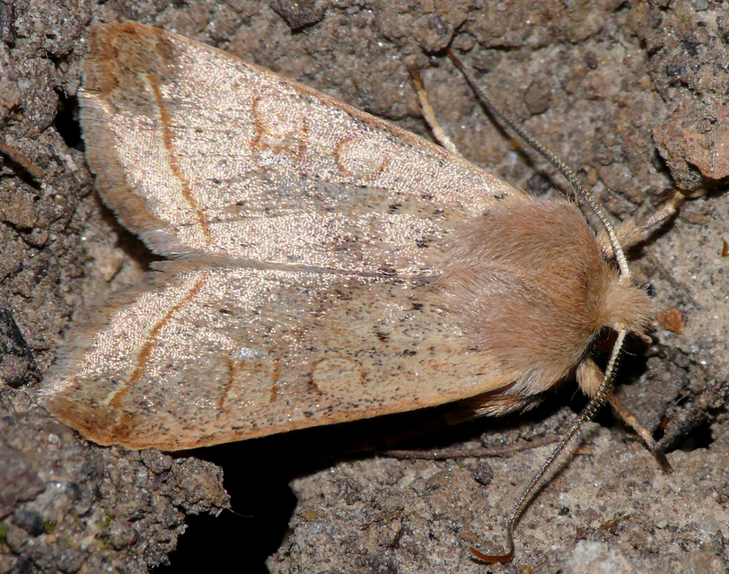 Leptologia macilenta - gyertyán-őszibagoly