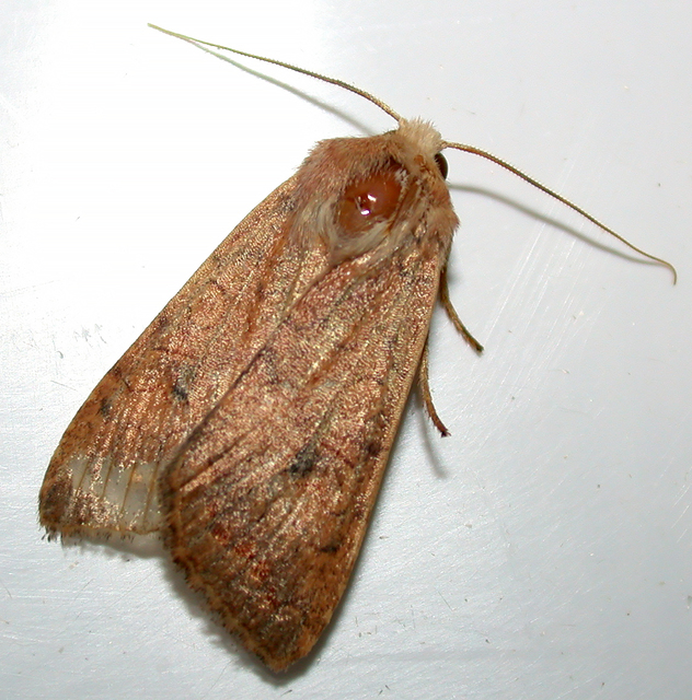 Sunira circellaris - okkersárga őszibagoly