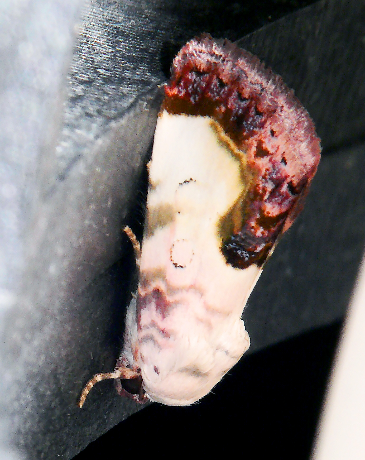Acontia titania