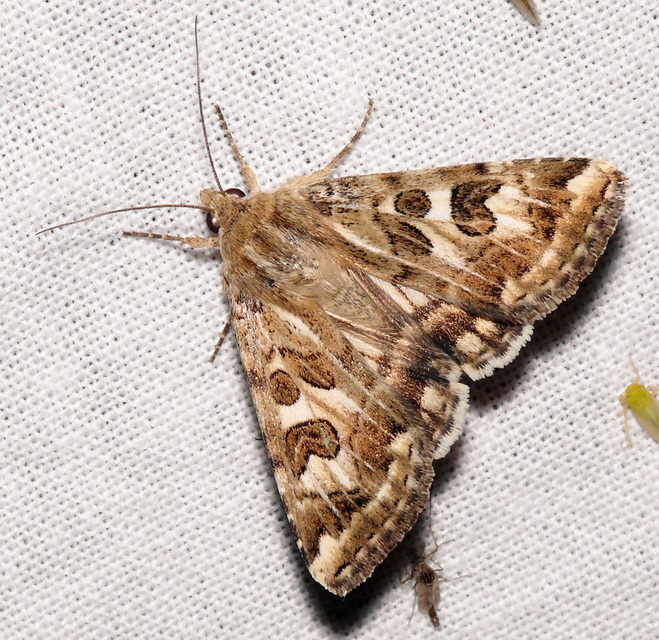 Protoschinia scutosa - tüskéslábú bagoly