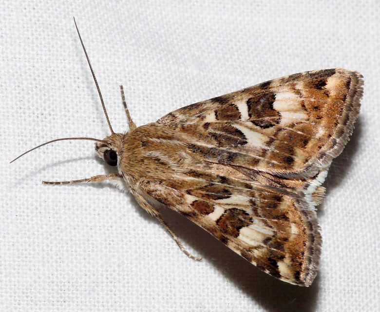 Protoschinia scutosa - tüskéslábú bagoly