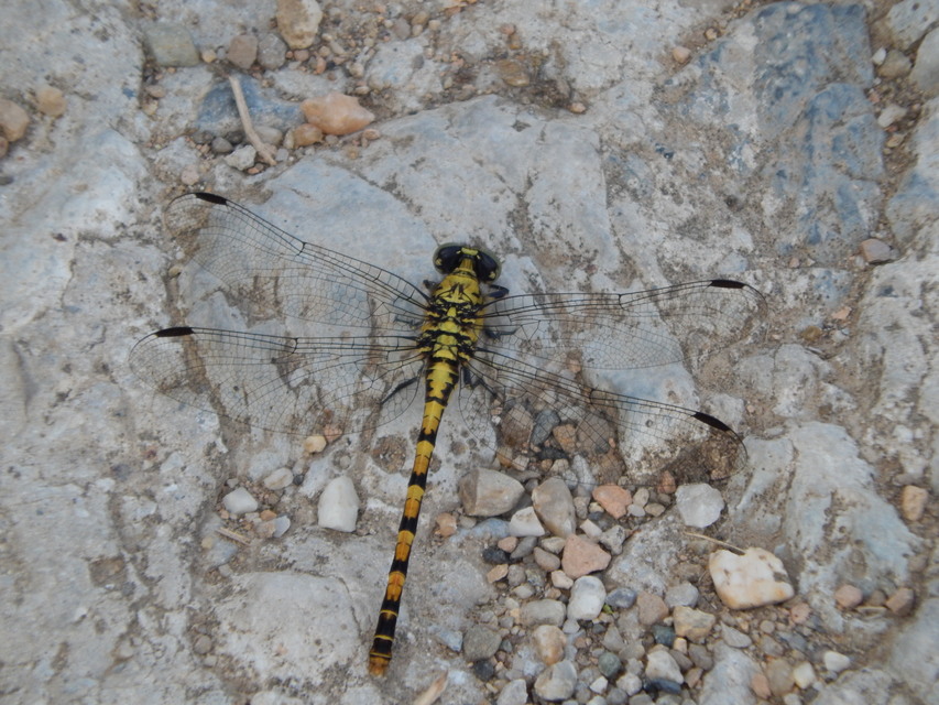 Onychogomphus forcipatus - gyűrűs folyami-szitakötő