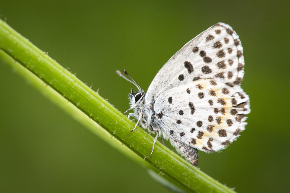 Scolitantides orion - szemes boglárka