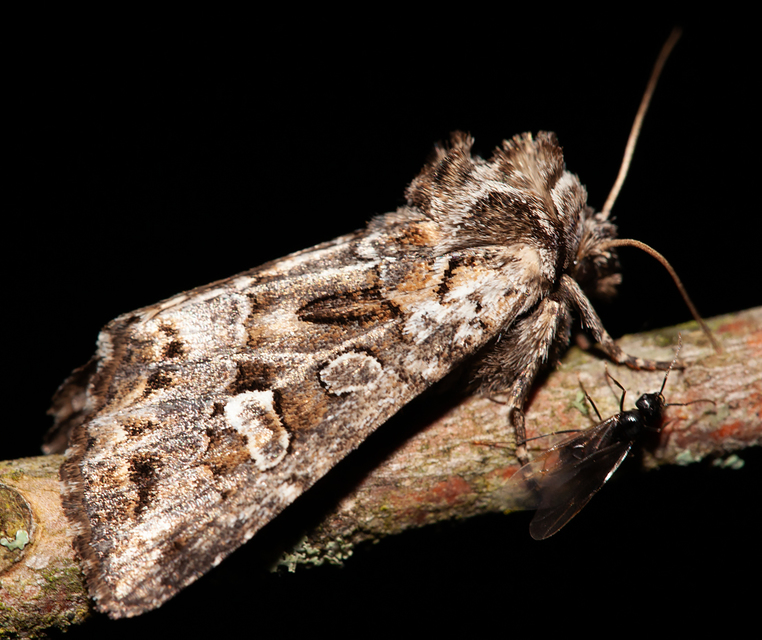 Pachetra sagittigera - nagy fésűsbagoly