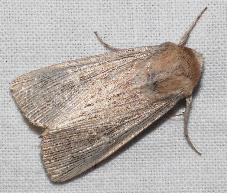 Leucania obsoleta - pontozott rétibagoly