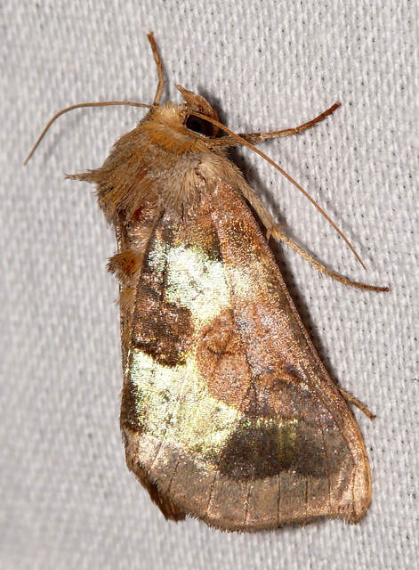 Diachrysia chrysitis/stenochrysis