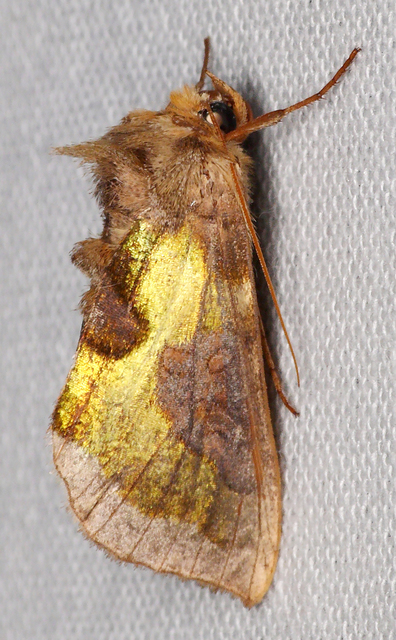 Diachrysia chrysitis/stenochrysis