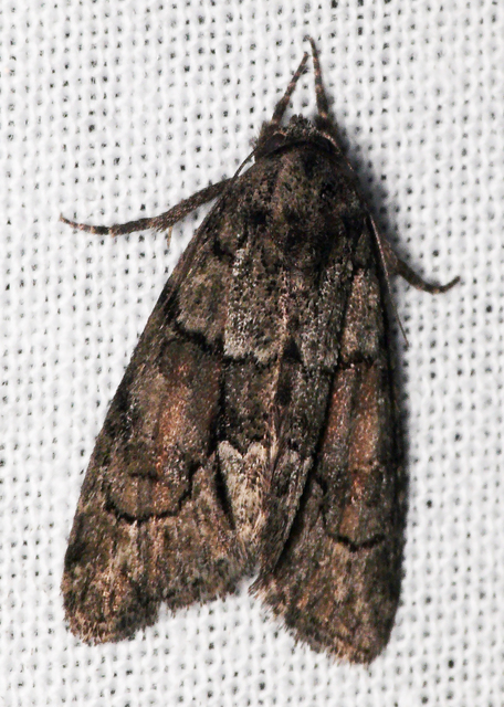 Cryphia fraudatricula - homoki zuzmóbagoly