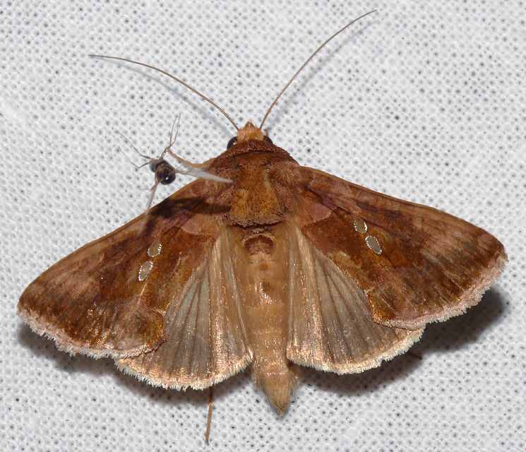 Chrysodeixis chalcites - déli aranybagoly