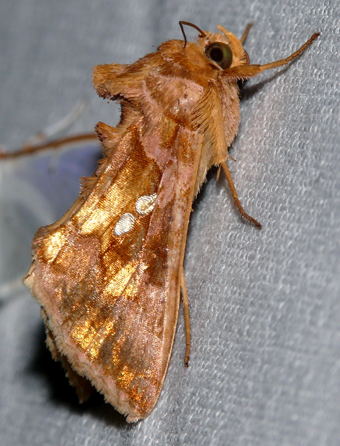 Chrysodeixis chalcites - déli aranybagoly