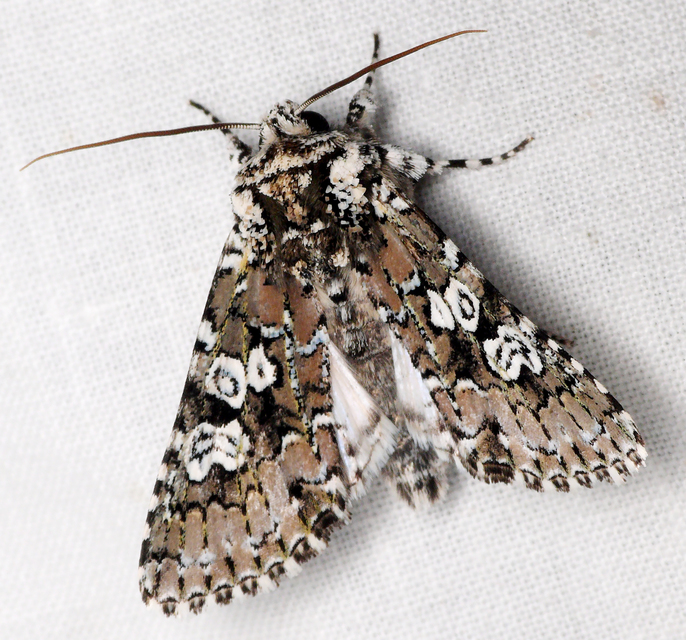 Lamprosticta culta - hármasfoltú bagoly