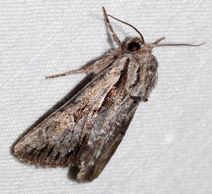 Chloantha hyperici - orbáncfű-sugarasbagoly