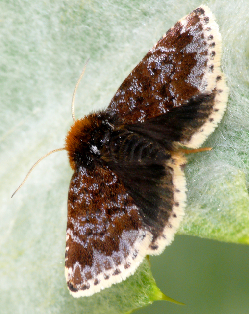 Apaustis rupicola - kakukkfű-törpebagoly Apaustis rupicola - kakukkfű-törpebagoly