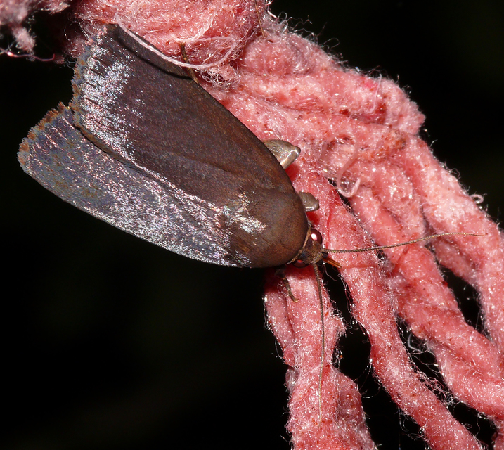 Amphipyra livida - zsírfényű bagoly
