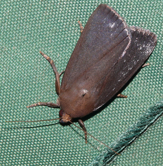 Amphipyra livida - zsírfényű bagoly