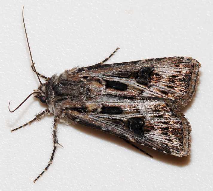 Agrotis vestigialis - őszi földibagoly